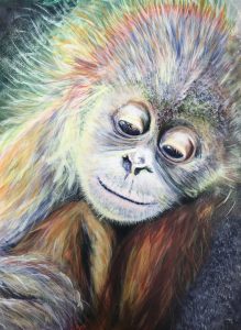 Baby Orangutan