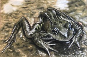 frog